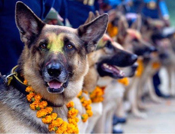 Kukur Tihar Kukur Tihar