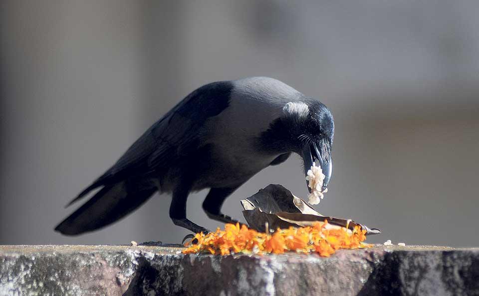 Kaag Tihar Kaag Tihar